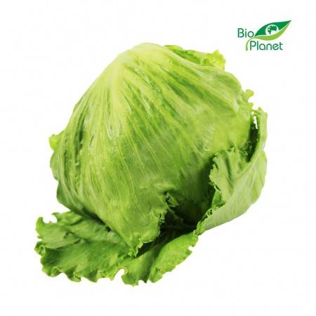 SAŁATA LODOWA ŚWIEŻA BIO (POLSKA) (około 0,25 kg)