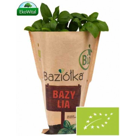 Bazylia w doniczce  BIO szt (SPRZEDAŻ PO 6 SZTUK)