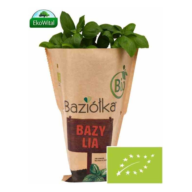 Bazylia w doniczce  BIO szt (SPRZEDAŻ PO 6 SZTUK)