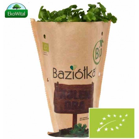 Kolendra w doniczce BIO szt (SPRZEDAŻ PO 6 SZTUK)