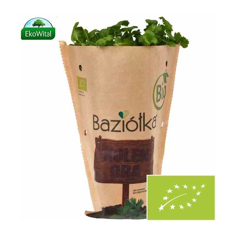 Kolendra w doniczce BIO szt (SPRZEDAŻ PO 6 SZTUK)