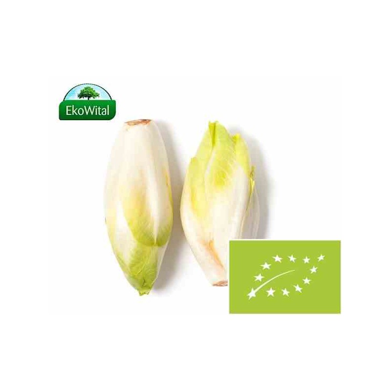 Cykoria BIO IMPORT 1 kg