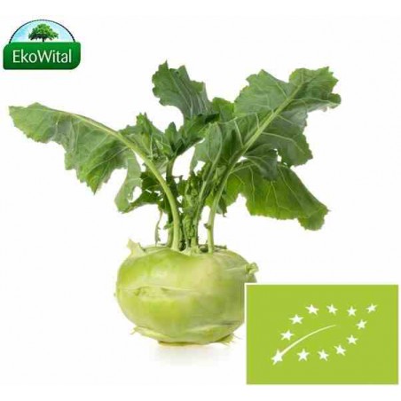 Kalarepa BIO IMPORT 1 szt