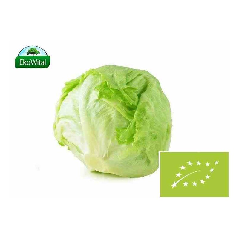 Sałata Lodowa BIO 1 szt