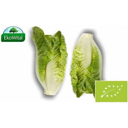 Sałata rzymska mini BIO 2 szt