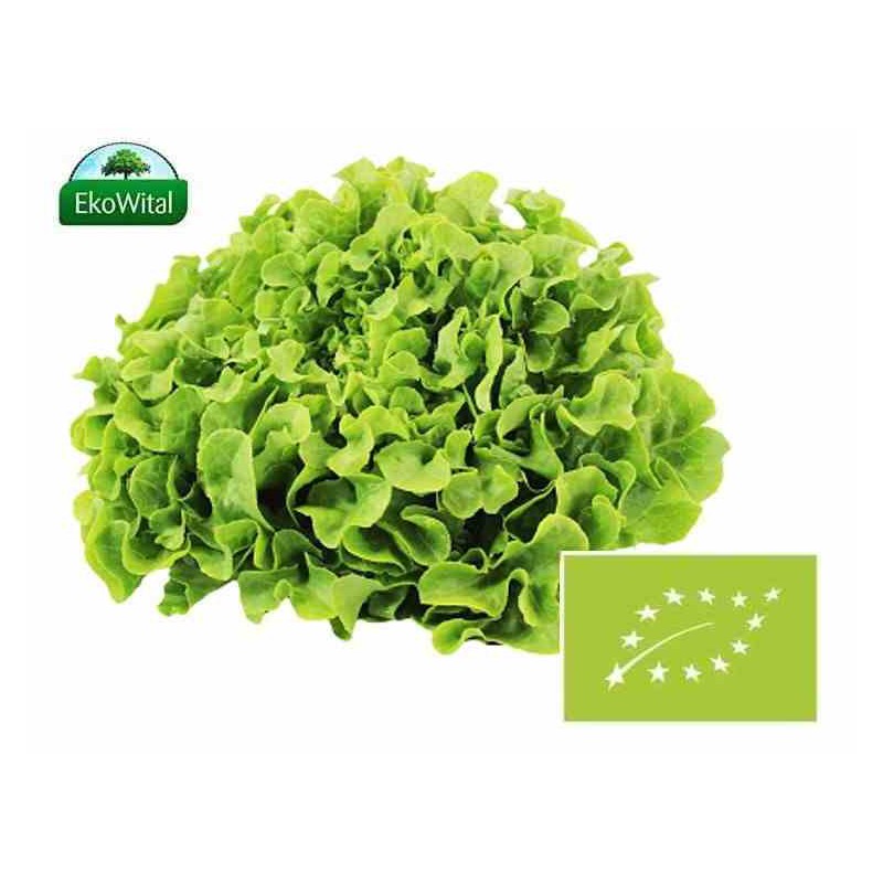 Sałata dębolistna zielona BIO 1 szt