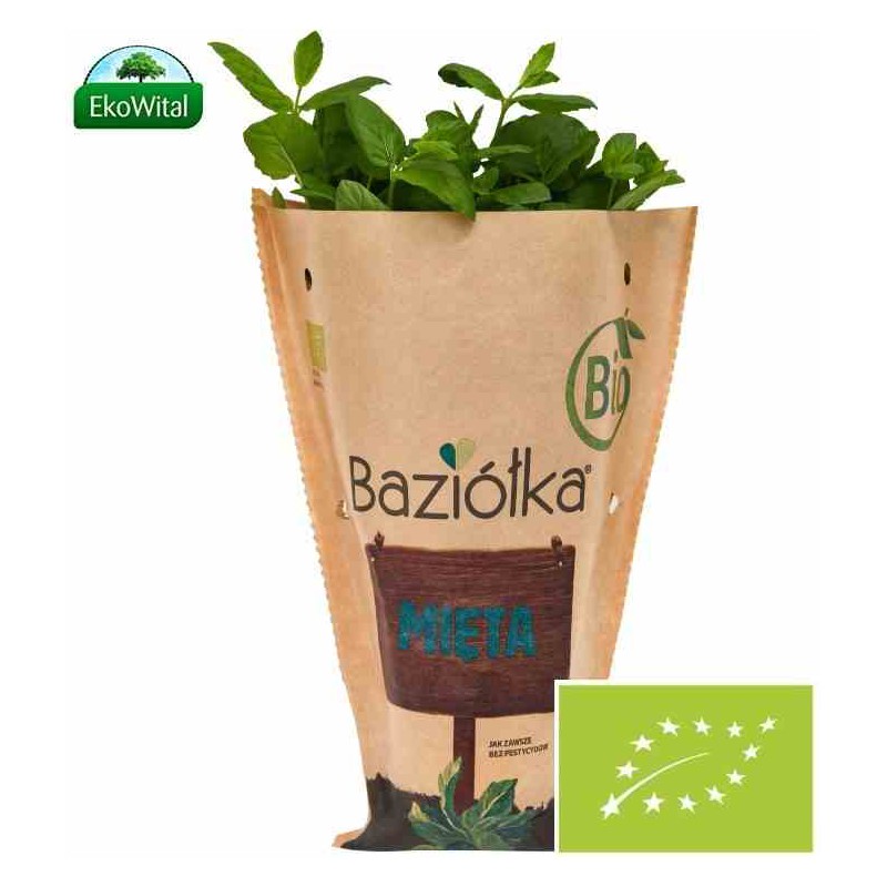 Mięta w doniczce BIO szt  (SPRZEDAŻ PO 6 SZTUK)