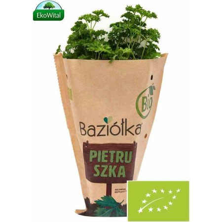 Natka pietruszki w doniczce BIO szt    (SPRZEDAŻ PO 6 SZTUK)