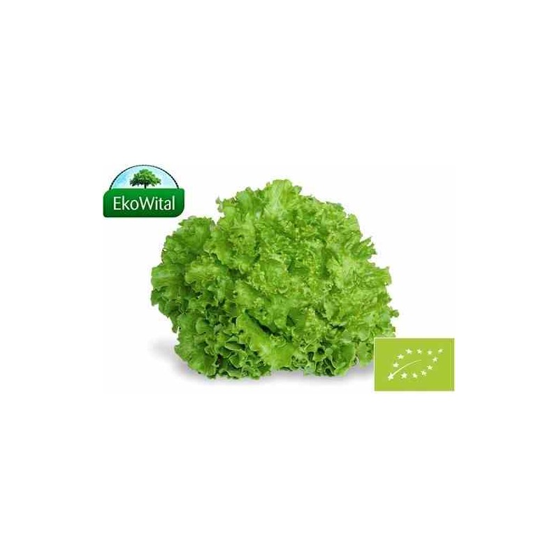 Sałata Batawia zielona BIO IMPORT 1 szt
