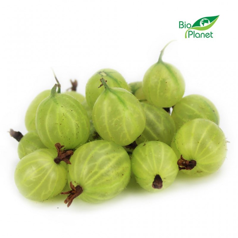 OPAKOWANIE ZBIORCZE (kg) - AGREST ŚWIEŻY BIO (POLSKA) (około 5 kg)